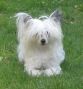 Hitmonchan The Snow Show Chinese Crested
