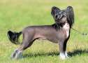 Artic Flyer's Born To Be Wild Chinese Crested