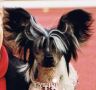 Blandora Born To Be At Oolagha Chinese Crested