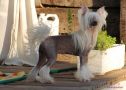 Merci Beaucoup Golden Diamond Chinese Crested