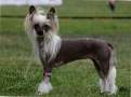 Filler of sweet de Almamasan Chinese Crested