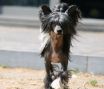 Zucci The Xtra Factor Chinese Crested
