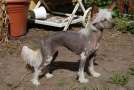 Happy Dancing Exotic Enigma Chinese Crested