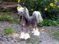 Yucatan Camelot Prince Eric Chinese Crested