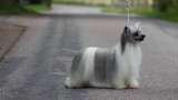 Nomilas High Fashion Chinese Crested