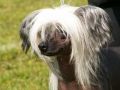 My-Little Tommy Chinese Crested