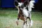 Poulot's Dream On For Lavandula Chinese Crested