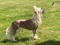 Beyonce Crystal Ice at Parcauwen ( Imp Cze ) JW VW Chinese Crested