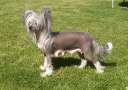Proud Pony Forever Young Chinese Crested