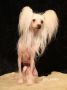 Solino's Early Daylight Chinese Crested
