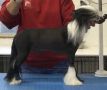 Serenity Da Butler Did It @ Foupaws Chinese Crested