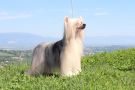 Femme Fatale Poarott Chinese Crested