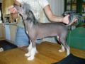 Sandfield's Hyacinth Chinese Crested