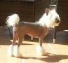 China girl de la Vallee Aux Mille Fleurs Chinese Crested