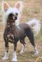 Zucci Maid In The East for Honebon Chinese Crested