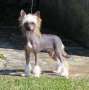De Cabanelas Dream is free Chinese Crested
