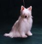 Silvestra-Haus-Hit Anfisa Chinese Crested
