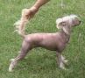 Moonvalley's Troybilt Chinese Crested