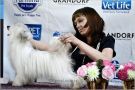 Grand Show Vanessa Paradis Chinese Crested