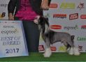 Magic of Success Benediction of Heavens Chinese Crested