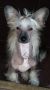 Ridgecrest's Princess Let's Do It Chinese Crested