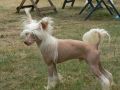Doucai Real Delectation Chinese Crested