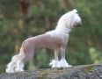Joyway's Stardust Lady Chinese Crested