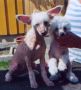 Eugenios Creme Brule  Chinese Crested