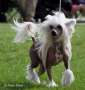 Spartace's D Is For Dangerous Chinese Crested