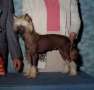 Sunberry Chocolate kis 2 Tilea Chinese Crested