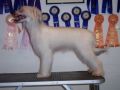 JRF Zable OnMy Table V Crestyle   Chinese Crested