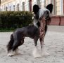 Opus Palmare Meteorik Rice To Fame Chinese Crested