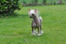 Ibis Little Champs Chinese Crested