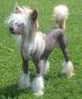 Lady Ml Delightful Chimora  Chinese Crested