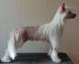 Crestyle Poetry In Motion Hl Chinese Crested