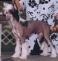 Mstic-Heart Blk N Wht Issue  Chinese Crested