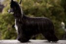 JchRFLS Anna Sky Kennel Nearly Perfect Chinese Crested