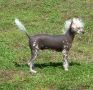 Kai's Badger Crest Peiching Chinese Crested