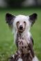 Fiery Fame Teodora Mon Reve Chinese Crested