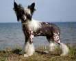 Tippytoes Petite Coquette Chinese Crested