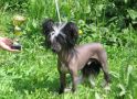 Elfgrace Vokaru Vois Chinese Crested