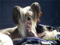 Etched N The Stars N'Co Chinese Crested