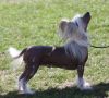 Mslis Lapponia Chinese Crested
