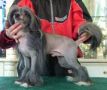 Alka-Trast Affair Love Chinese Crested