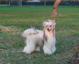 Golden Diamond Cresteds Lilianne Chinese Crested