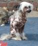 Hitmonchan Melissa from Starside Chinese Crested