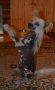 True Magnifisen Perfect Cocktail Chinese Crested