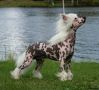 Twice as Nice Long Stick Goes Boom Chinese Crested