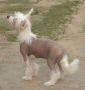 Yorcrechi's Bare Essentials Chinese Crested