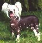 Tuyu Diamond N' Fire - Dom Chinese Crested